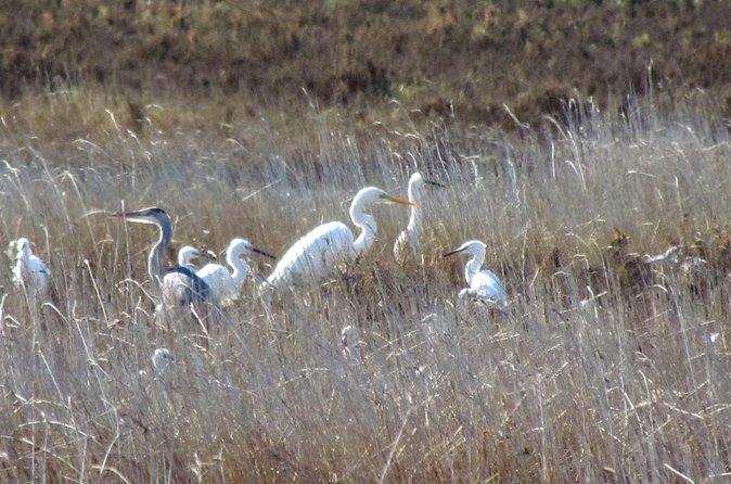 Birdwatching at Ria de Alvor - Transport helps if Lagos is your base