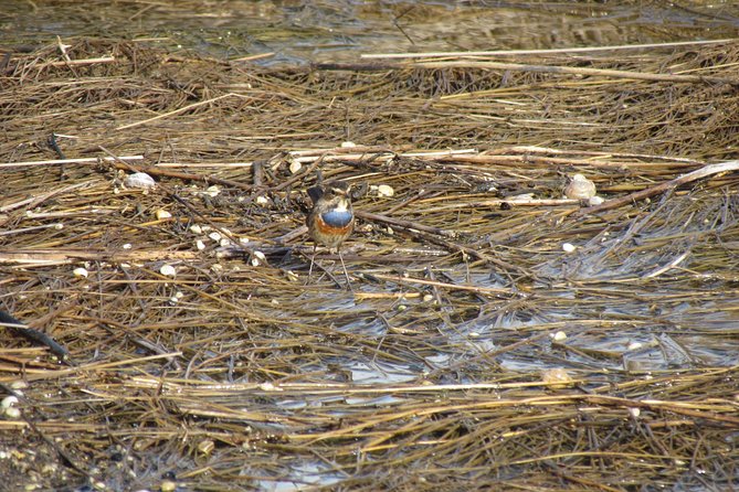 Birdwatching at Ria de Alvor - Is $47 a fair price?