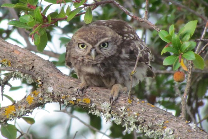 Birdwatching at Ria de Alvor - Who will enjoy this most?
