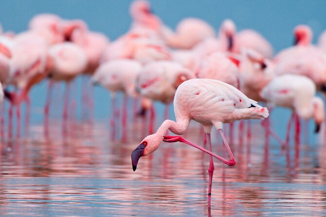 Birdwatching at Saline Maria Stella in Trapani - Five things to know before you go