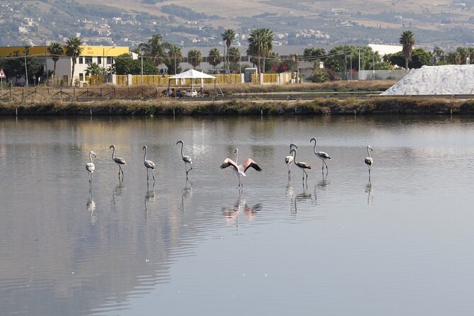 Birdwatching at Saline Maria Stella in Trapani - Salt tasting and the working tradition