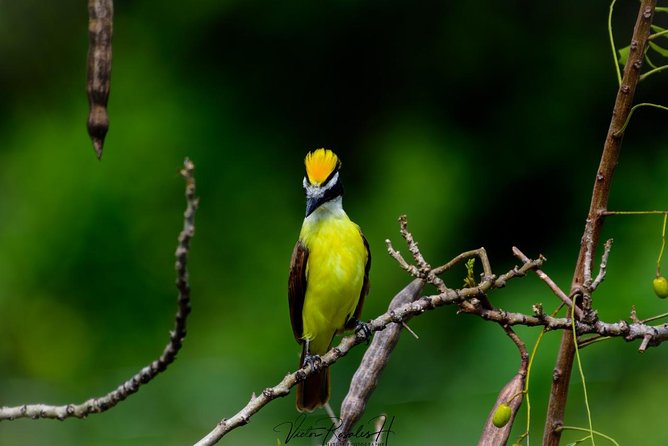Birdwatching at The Mayan Cities with certified guide - Why combine birds with Mayan ruins?
