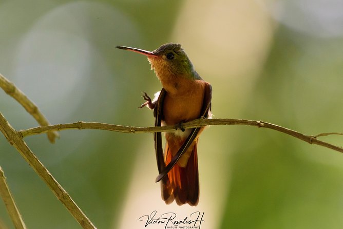 Birdwatching at The Mayan Cities with certified guide - Three hours among Dzibanche and Kinichna