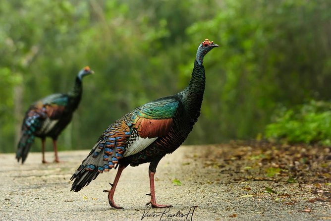 Birdwatching at The Mayan Cities with certified guide - What the guide adds to the morning