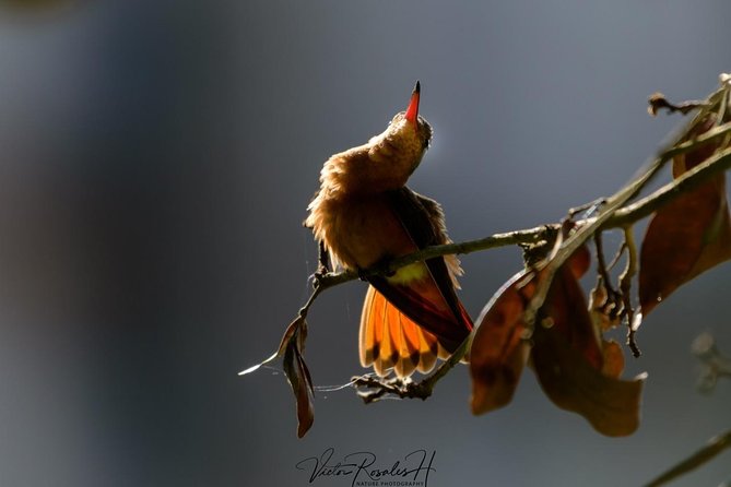 Birdwatching at The Mayan Cities with certified guide - Birding around ruins and jungle