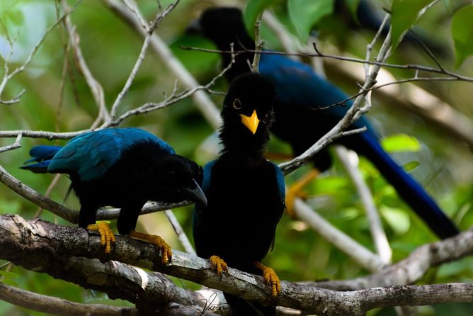 Birdwatching at The Mayan Cities with certified guide - Snacks, pace, and private touring