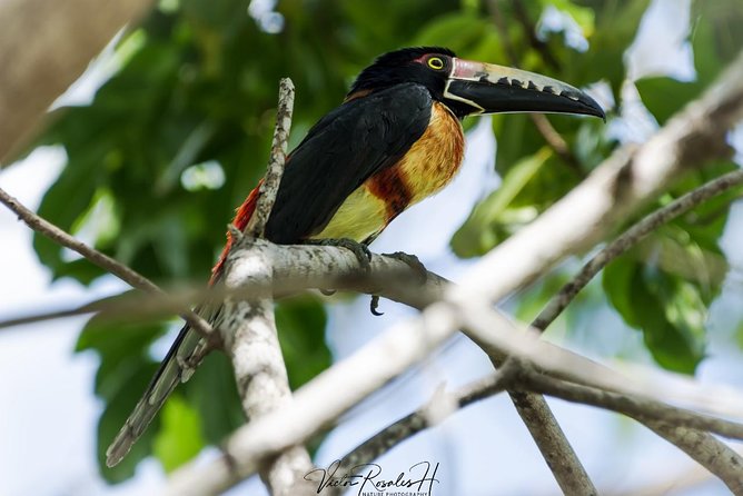 Birdwatching at The Mayan Cities with certified guide - Timing, confirmation, and cancellation