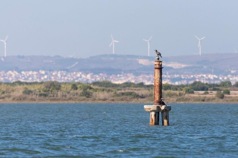 Birdwatching Boat Tour in the Tagus Estuary - Key points at a glance
