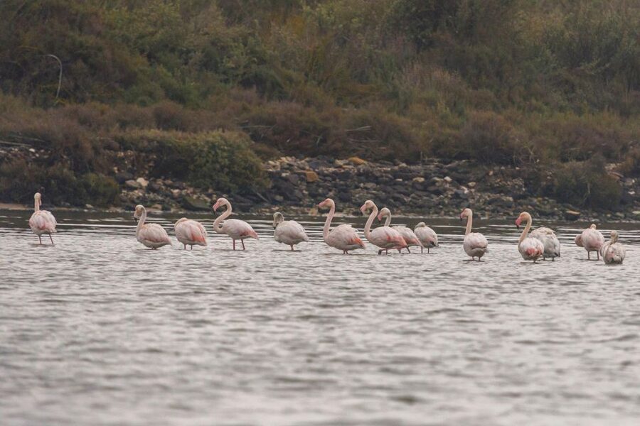 Birdwatching Boat Tour in the Tagus Estuary - Leaving Lisbon from Doca de Santo Amaro