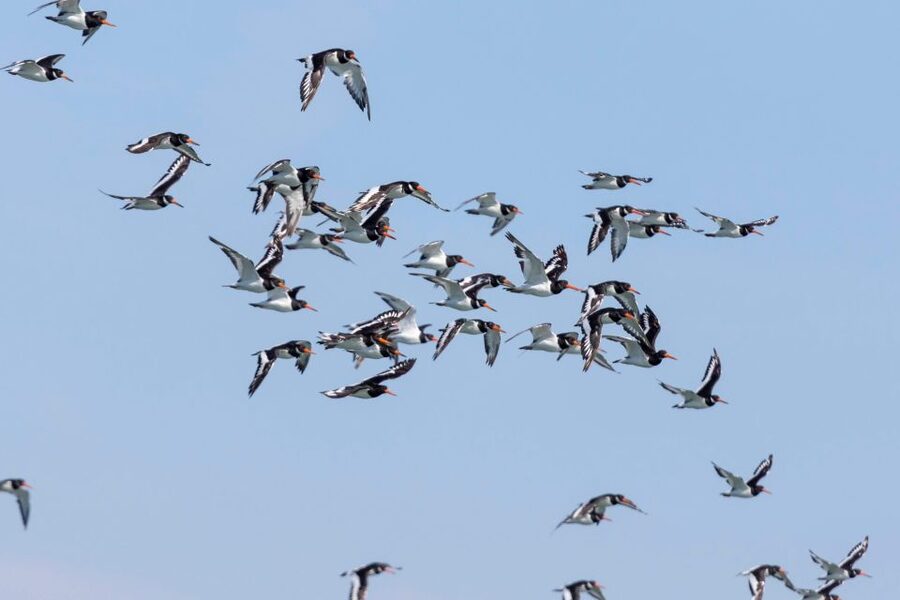 Birdwatching Boat Tour in the Tagus Estuary - Gaio-Rosário and the first wildlife search
