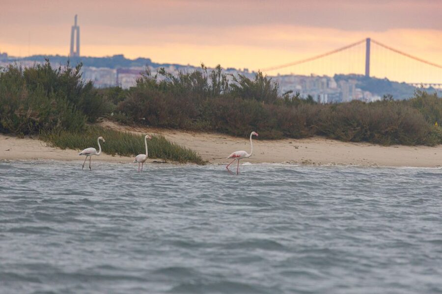 Birdwatching Boat Tour in the Tagus Estuary - What the guide and crew add