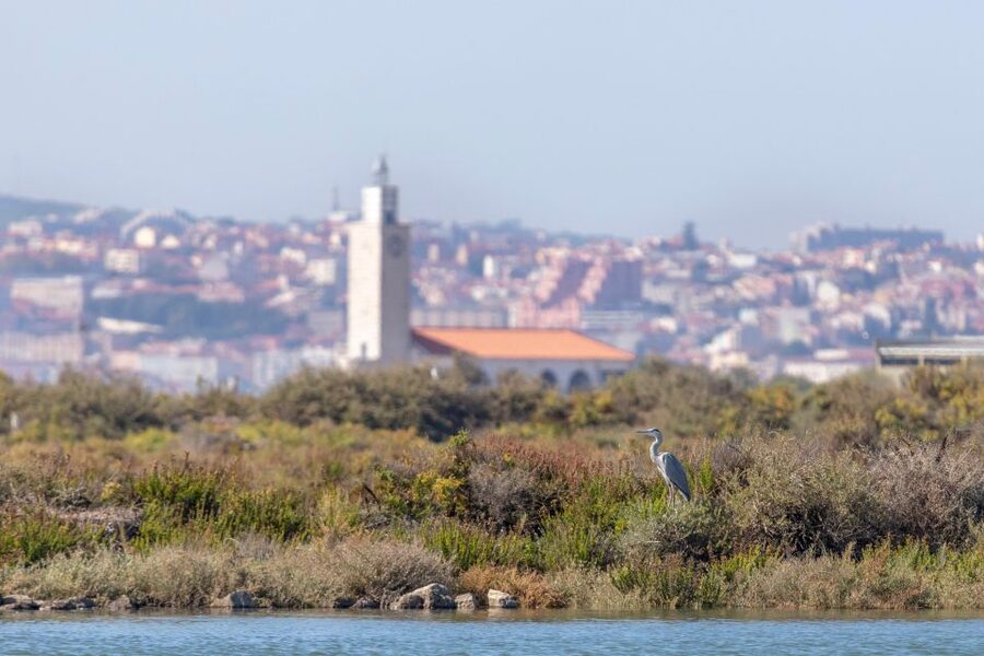 Birdwatching Boat Tour in the Tagus Estuary - What $58 per person gets you