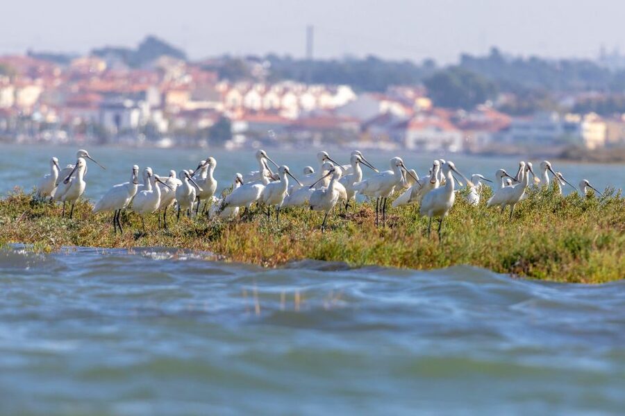 Birdwatching Boat Tour in the Tagus Estuary - Comfort, seasickness, and who should skip it
