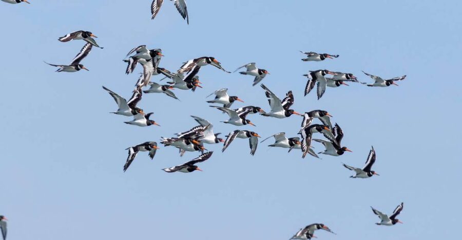 Birdwatching Boat Tour in the Tagus Estuary - The ride beneath the 25th of April Bridge