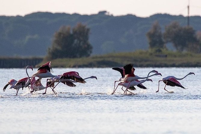 Birdwatching by boat in a small group in the Pialassa Baiona - Marina Romea and the route into Baiona