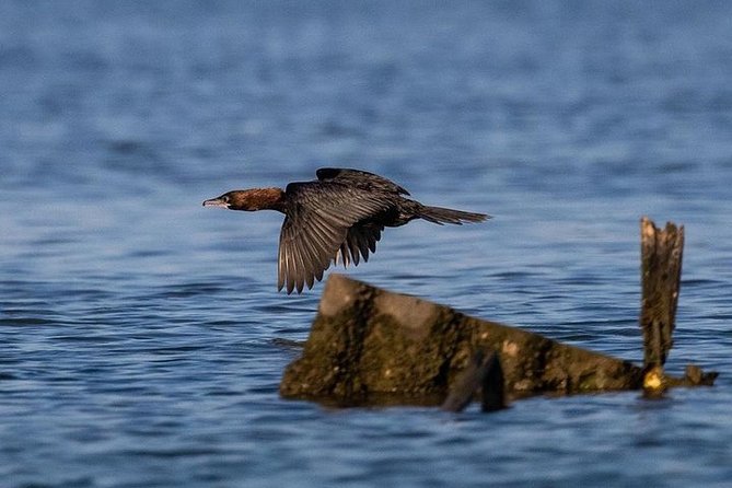 Birdwatching by boat in a small group in the Pialassa Baiona - Choosing morning or evening