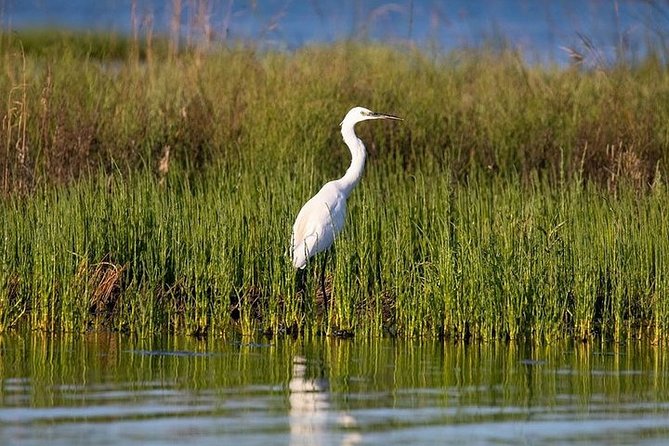 Birdwatching by boat in a small group in the Pialassa Baiona - Getting to the meeting point from Ravenna
