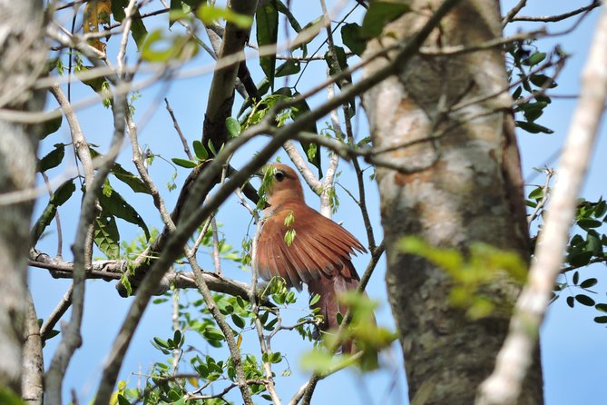 Birdwatching Cancun - Why this Cancun birding trip works