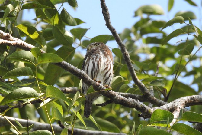 Birdwatching Cancun - What you might see in four hours