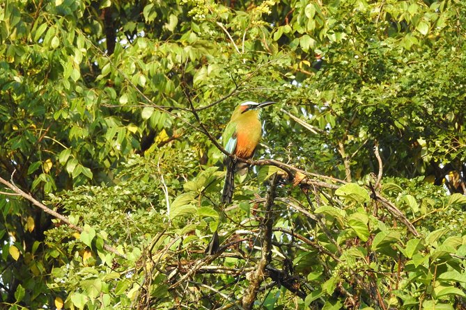 Birdwatching Cancun - Breakfast, snacks, and the water issue