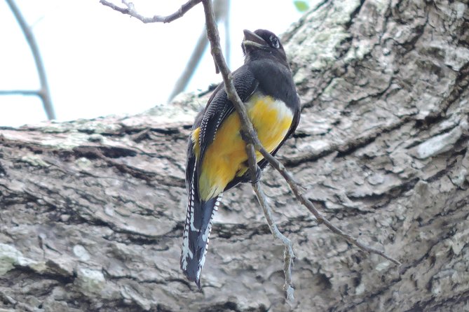 Birdwatching Cancun - Who should book this experience?