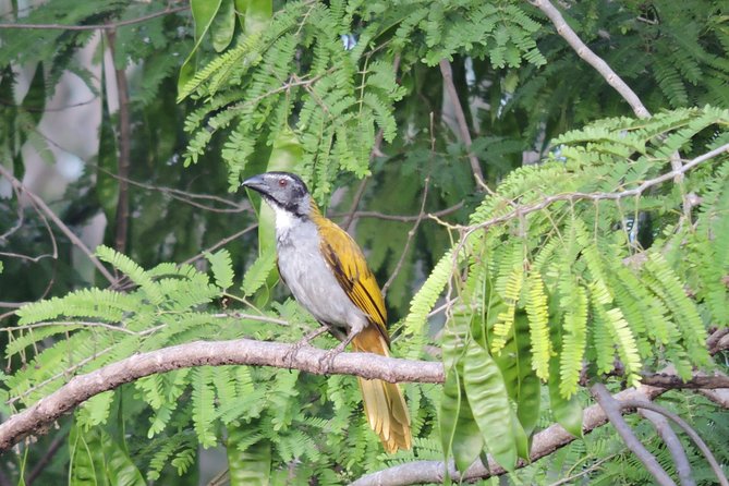 Birdwatching Cancun - The 6:00 a.m. start and ride from Cancun