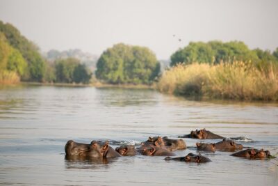 Birdwatching Cruise in Zambezi River with Breakfast