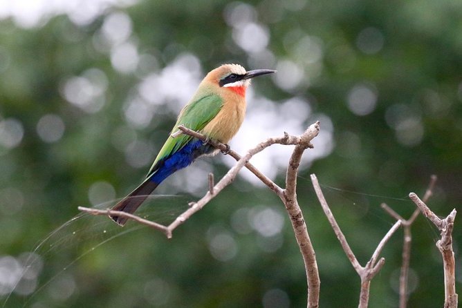 Birdwatching Cruise in Zambezi River with Breakfast - Is $85 a fair price?