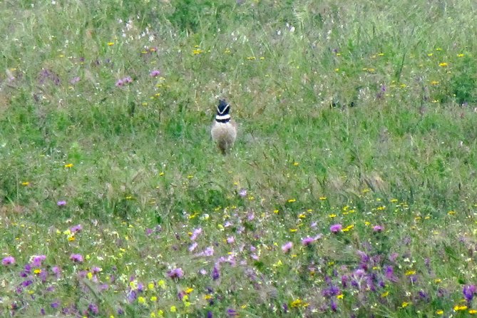 Birdwatching day around Sagres - Cape Saint Vincent: the day’s headline stop