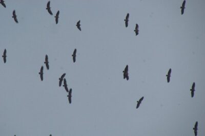 Birdwatching day around Sagres