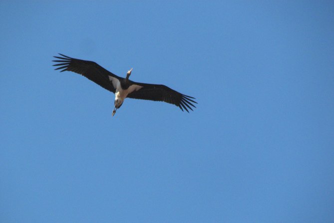 Birdwatching day around Sagres - Vale Santo and the search for seasonal specialties