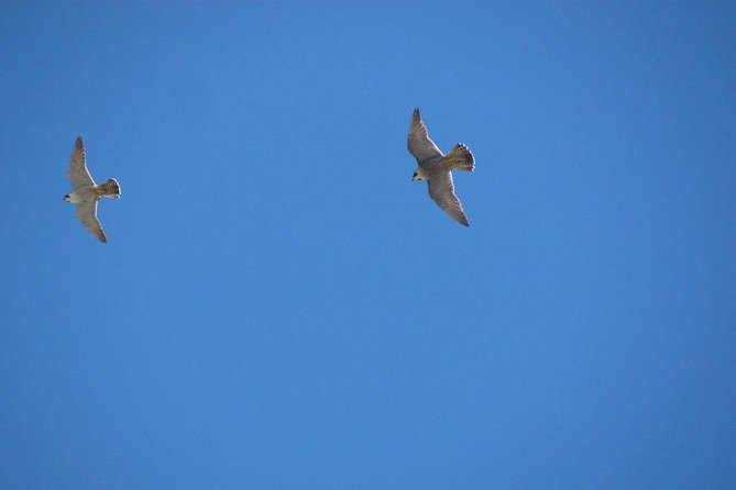 Birdwatching day around Sagres - Gui’s guiding style and what it adds