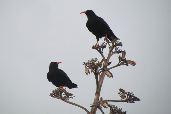 Birdwatching day around Sagres - Telescope included, binoculars available to rent