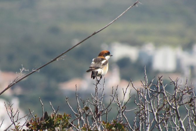 Birdwatching day around Sagres - What $100.71 buys you