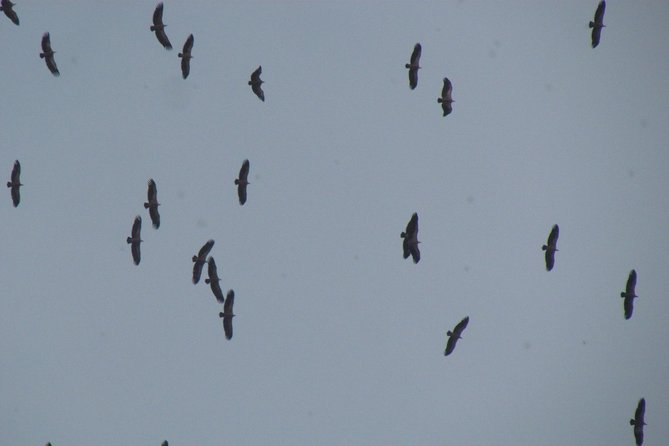 Birdwatching day around Sagres - A 7:00 a.m. start at A Rocha Life