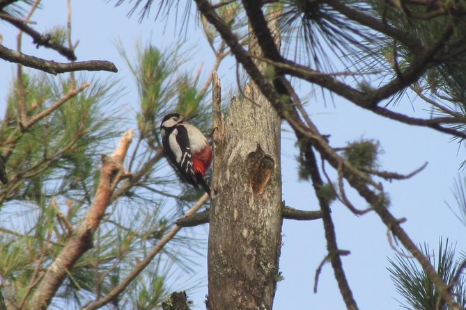 Birdwatching day in the Monchique hills - What the private transport and group size mean