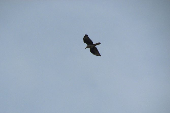 Birdwatching day in the Monchique hills - Booking, cancellation, and timing advice