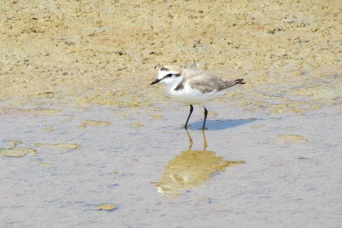Birdwatching day in the Ria Formosa Natural Park - Key points before you book