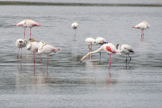 Birdwatching day in the Ria Formosa Natural Park - The 7:00 a.m. start from Lagos