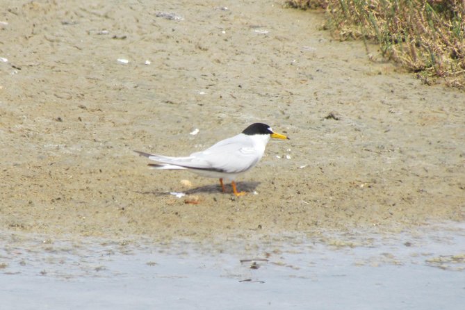 Birdwatching day in the Ria Formosa Natural Park - Why the guide can make or break the day