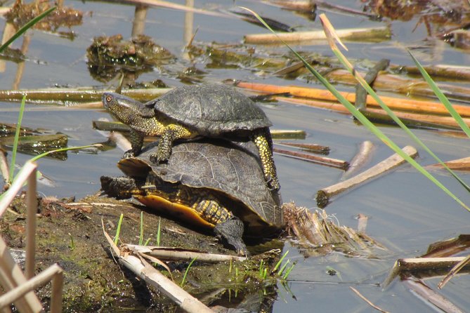 Birdwatching day in the Ria Formosa Natural Park - Telescope use, binoculars, and what to bring