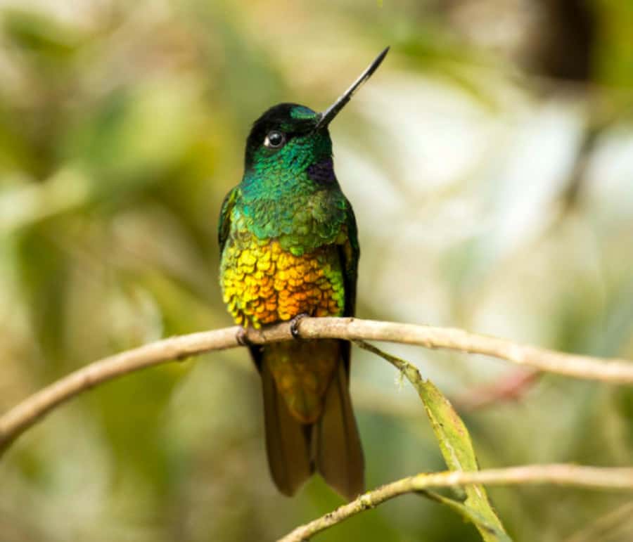 Birdwatching Day Tour at Chicaque Natural Park - Leaving Bogotá for a quieter forest
