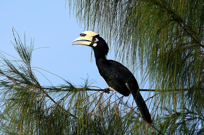 Birdwatching: Desaru's Winged Gems - The 4:30 pm start and the best time to go