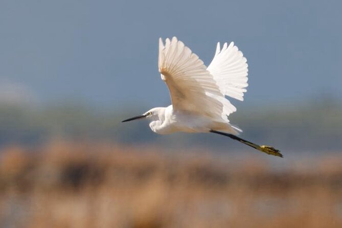 Birdwatching Experience in Narte Lagoon & Akerni Dunes - Key points to know before booking