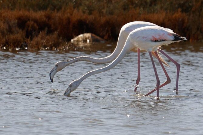 Birdwatching Experience in Narte Lagoon & Akerni Dunes - Ngjoli Road and the salt fields