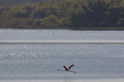Birdwatching Experience in Narte Lagoon & Akerni Dunes