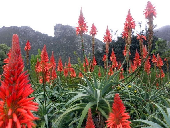 Birdwatching in Cape Town - Key points at a glance