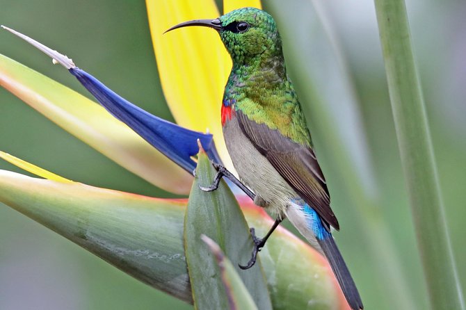Birdwatching in Cape Town - Why this private Cape Town birding day works