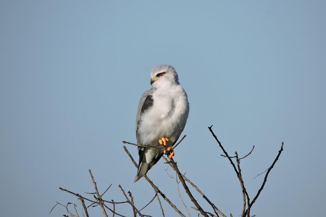 Birdwatching in Cape Town - Kirstenbosch Gardens and the Cape’s special birds