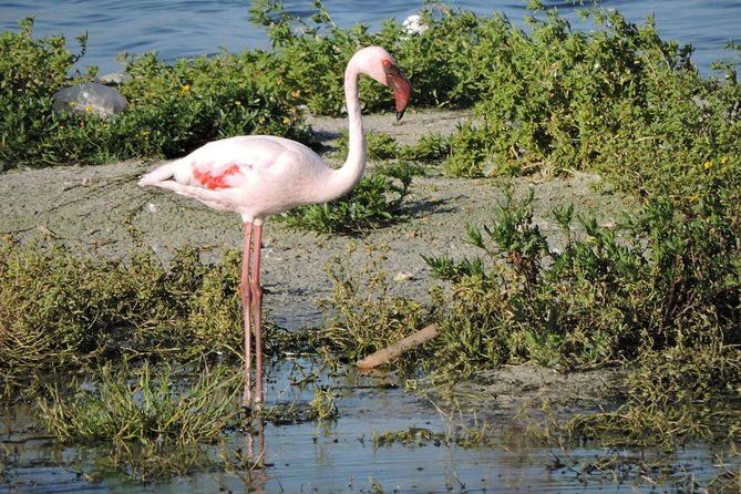 Birdwatching in Cape Town - Lunch between the two birding sites